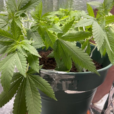 Habibi PT growlog timeline photo
