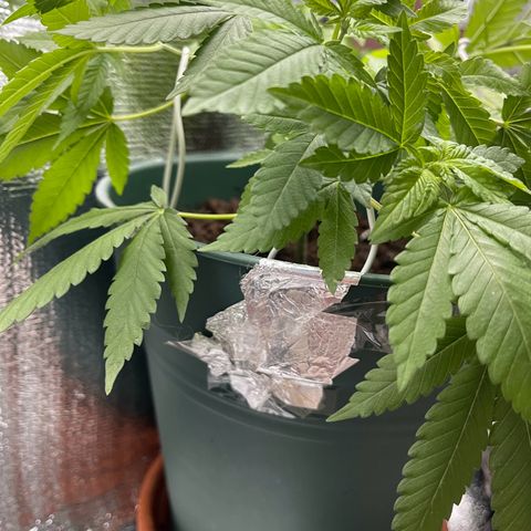 Habibi PT growlog timeline photo