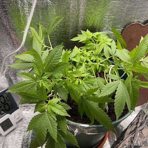 Habibi PT growlog timeline photo