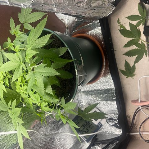 Habibi PT growlog timeline photo