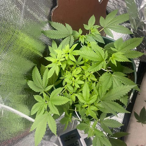 Habibi PT growlog timeline photo