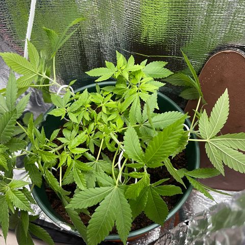 Habibi PT growlog timeline photo