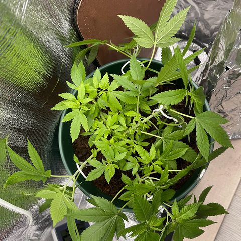 Habibi PT growlog timeline photo