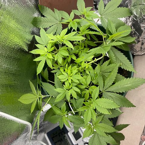 Habibi PT growlog timeline photo