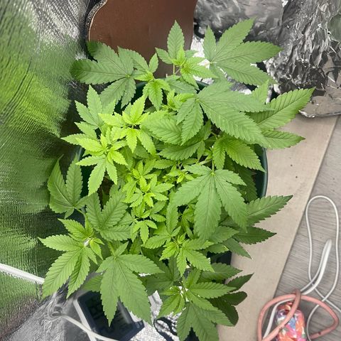 Habibi PT growlog timeline photo