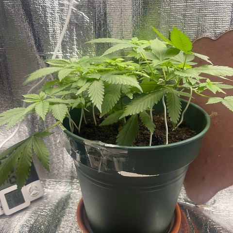 Habibi PT growlog timeline photo