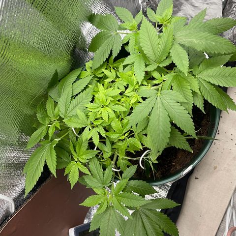 Habibi PT growlog timeline photo
