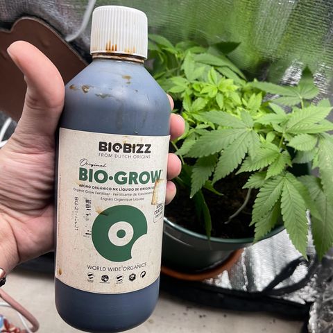 Habibi PT growlog timeline photo