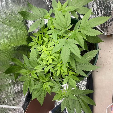 Habibi PT growlog timeline photo