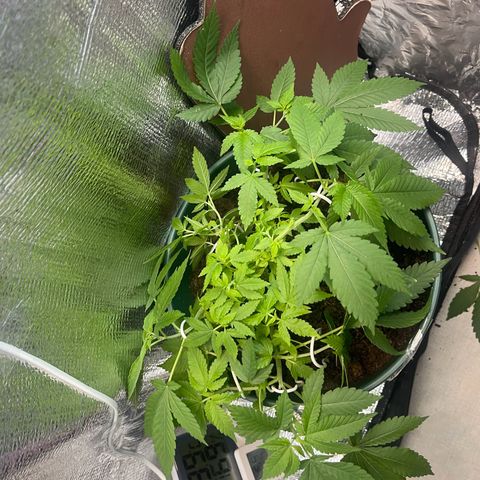 Habibi PT growlog timeline photo