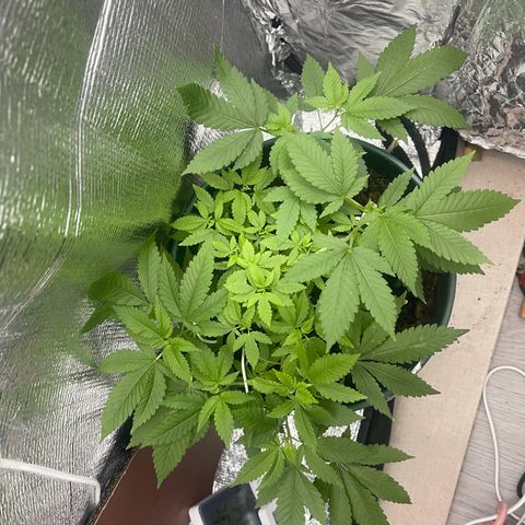 Habibi PT growlog timeline photo