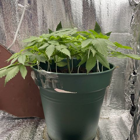 Habibi PT growlog timeline photo