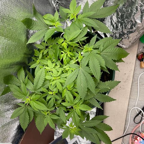 Habibi PT growlog timeline photo