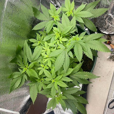 Habibi PT growlog timeline photo