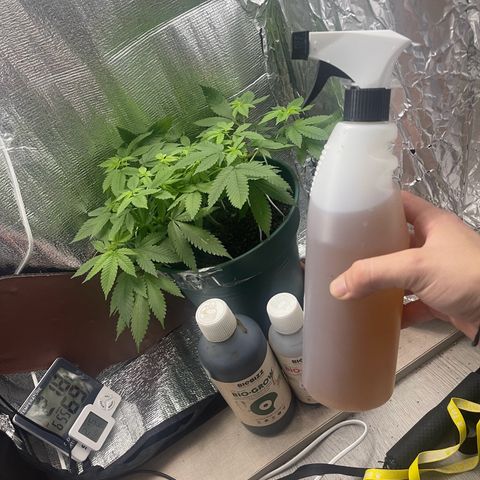 Habibi PT growlog timeline photo
