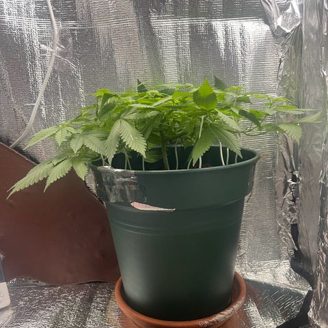 Habibi PT growlog timeline photo