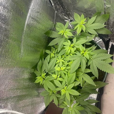 Habibi PT growlog timeline photo