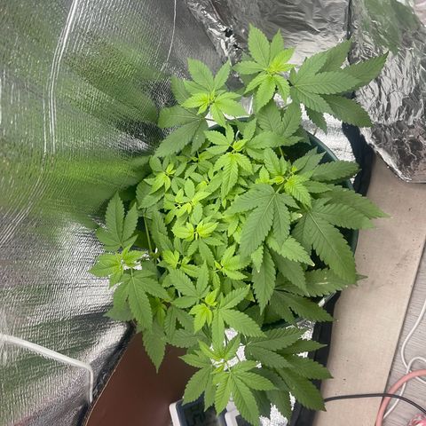 Habibi PT growlog timeline photo