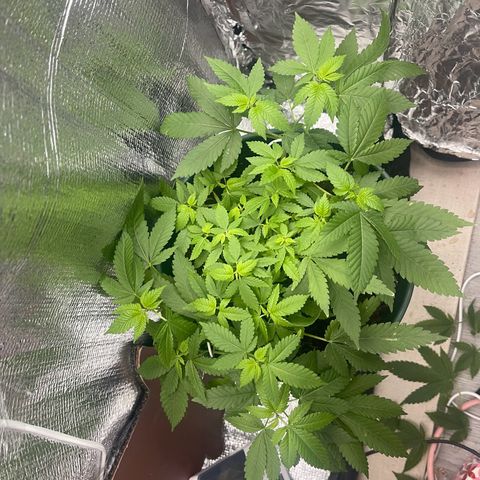 Habibi PT growlog timeline photo