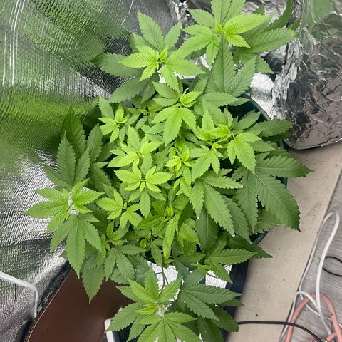 Habibi PT growlog timeline photo