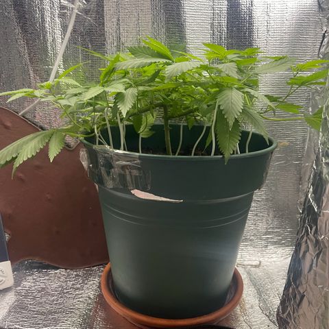 Habibi PT growlog timeline photo