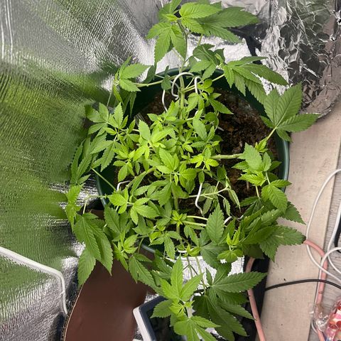 Habibi PT growlog photo: Podas
