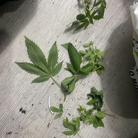 Habibi PT growlog photo: Podas