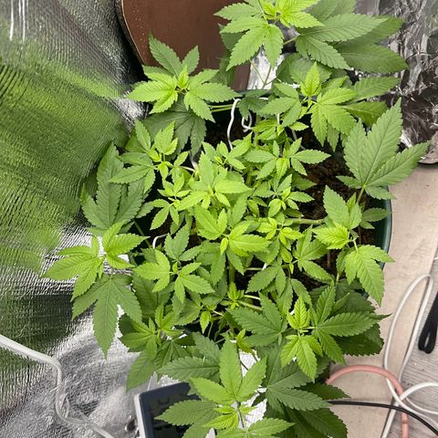 Habibi PT growlog timeline photo