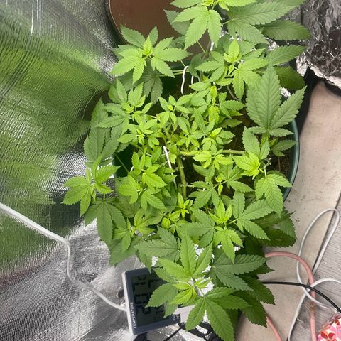 Habibi PT growlog timeline photo
