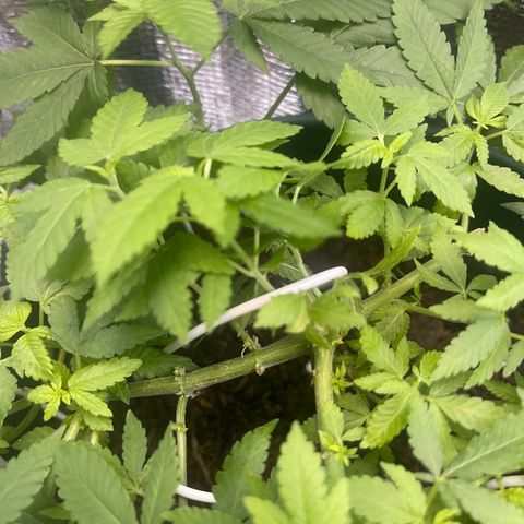 Habibi PT growlog timeline photo