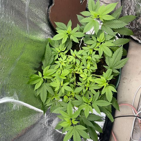 Habibi PT growlog timeline photo