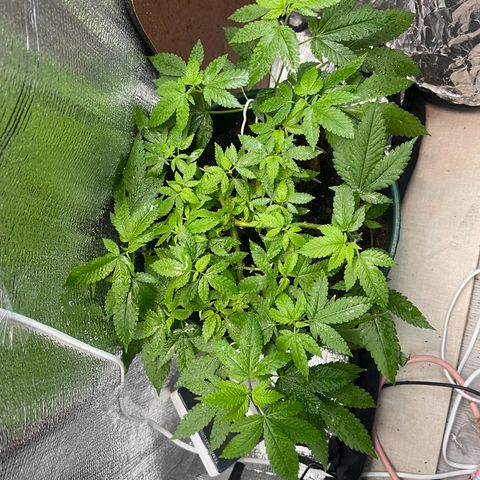 Habibi PT growlog timeline photo
