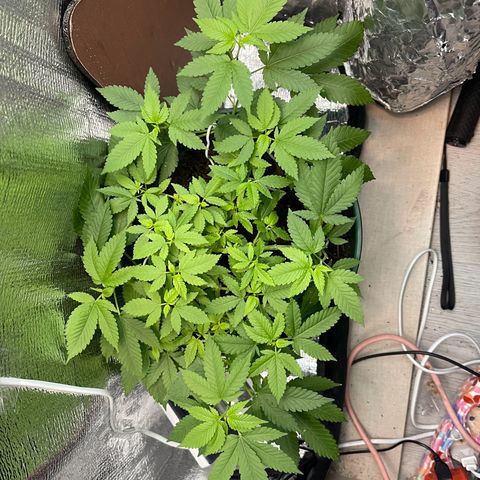 Habibi PT growlog timeline photo