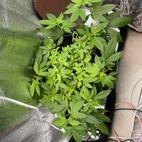 Habibi PT growlog timeline photo