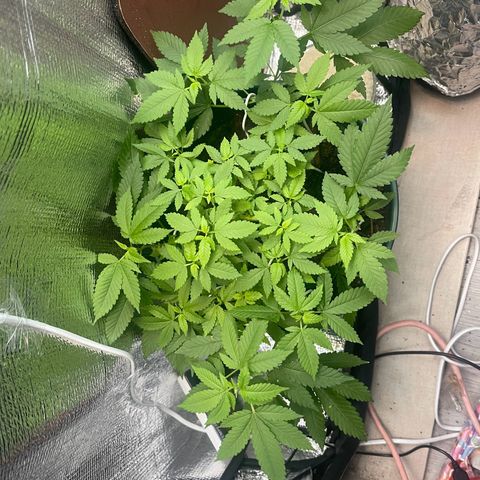 Habibi PT growlog timeline photo