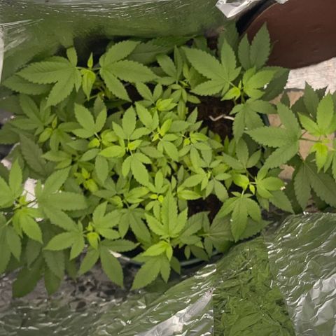 Habibi PT growlog timeline photo