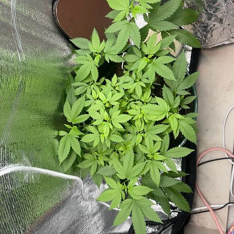Habibi PT growlog timeline photo