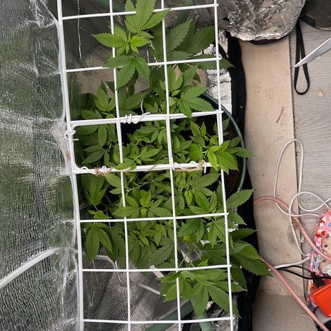 Habibi PT growlog timeline photo