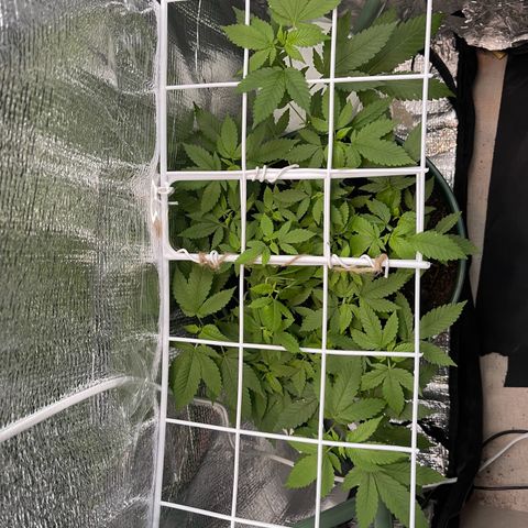Habibi PT growlog timeline photo