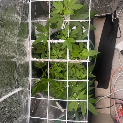 Habibi PT growlog timeline photo