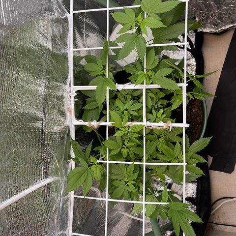 Habibi PT growlog timeline photo