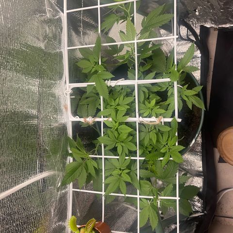 Habibi PT growlog timeline photo