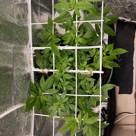 Habibi PT growlog photo: PRIMEIROS pelinhos brancos