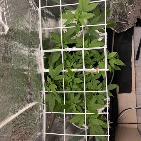 Habibi PT growlog timeline photo