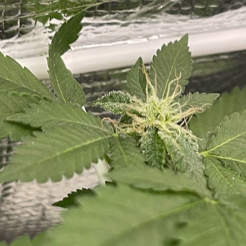 Habibi PT growlog timeline photo