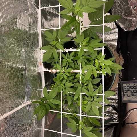 Habibi PT growlog photo: Primeiro pelinhos a crescer