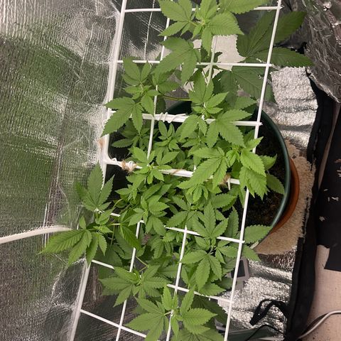 Habibi PT growlog timeline photo