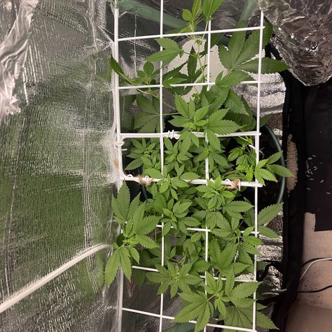 Habibi PT growlog timeline photo