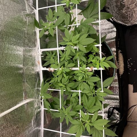 Habibi PT growlog timeline photo