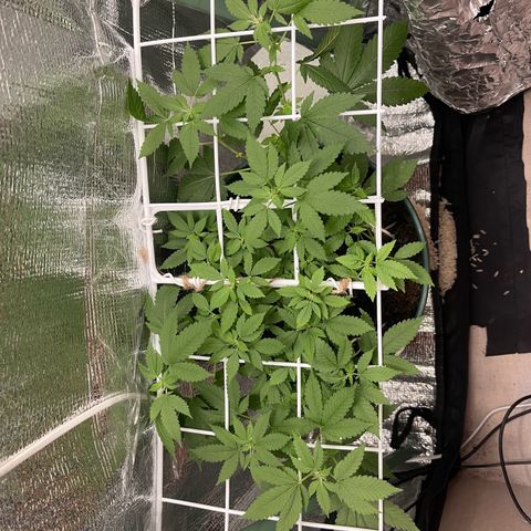 Habibi PT growlog timeline photo